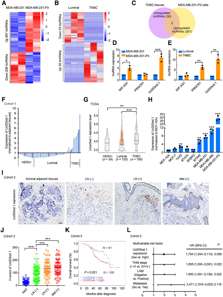 Figure 1. High expression of Uc003xsl.1 predicts poor clinical outcomes in patients with TNBC. A, RNA-seq analysis revealed that lncRNA was differentially expressed in highly metastatic MDA-MB-231-P3 cells and MDA-MB-231 cells. B, RNA-seq analysis revealed that lncRNAs are differentially expressed in six breast tumor tissues, including three luminal cases and three TNBC cases. C, The number of overlapped lncRNAs upregulated in TNBC tumor tissues and MDA-MB-231-P3 cells. D and E, The expression of overlapped lncRNAs upregulated in highly metastatic MDA-MB-231-P3 cells (D) and TNBC tumor tissues (E) was verified by qRT-PCR. F, Uc003xsl.1 expression in fresh human breast tumor tissues (n = 50, cohort 1) paired with normal adjacent tissues was detected by qRT-PCR. Uc003xsl.1 levels in TNBC tissues were significantly higher than those in other subtypes of breast cancer. G, TCGA and Genotype-Tissue Expression data showed that Uc003xsl.1 was upregulated in TNBC tissues (n = 100) compared with other subtype breast cancer tissues (n = 759). H, Uc003xsl.1 is highly expressed in MDA-MB-231-P3 cell and TNBC cell lines compared with other subtypes of breast epithelial cell lines, as measured by qRT-PCR. I, ISH analysis of Uc003xsl.1 expression in paraffin-embedded tumor sections of patients with TNBC (n = 196, cohort 2). Representative images of Uc003xsl.1 expression (brown) in normal adjacent tissues, primary TNBC with or without regional LN metastasis, and distant metastasis (Met). Scale bars, 50 μm. J, Uc003xsl.1 levels were significantly higher in patients with TNBC with positive LN metastasis and distant metastasis. K, Survival was analyzed and compared between patients with high (H-score >110, n = 105) and low (H-score ≤ 110, n = 91) levels of Uc003xsl.1 expression (n = 196, cohort 2). The cut-off values were the median expression of Uc003xsl.1 in TNBC tissues. L, Multivariable Cox proportional hazards analysis of prognostic variables was performed with patients with TNBC (n = 196, cohort 2). Error bars, SDs of three independent experiments. *, P < 0.05; **, P < 0.01; ***, P < 0.001.