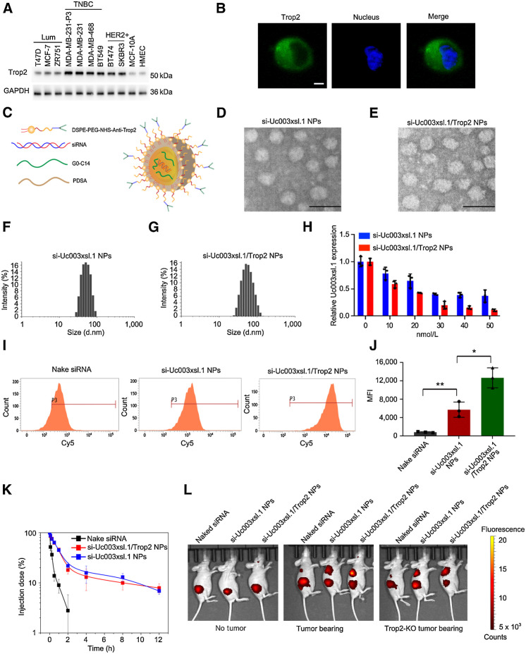 Figure 6. Synthesis and characterization of siUc003xsl.1/Trop2 NPs. A, Western blotting analysis showed that Trop2 was highly expressed in MDA-MB-231-P3 cells and TNBC cells. B, Immunofluorescence analysis indicated the membrane and cytoplasmic location of Trop2 in MDA-MB-231 cells. C, Schematic illustration of the components of si-Uc003xsl.1/Trop2 NPs: PDSA polymer, lipid-PEG (1,2-distearoyl-sn-glycero-3-phospho-ethanolamine-N-[methoxy(polyethylene glycol)-3000]), DSP E-PEG3k linked with Anti-Trop2 antibody, and cationic lipid G0-C14. D and E, Morphology of the si-Uc003xsl.1 NPs (D) and the si-Uc003xsl.1/Trop2 NPs (E). Scale bars, 100 nm. F and G, Size distribution of si-Uc003xsl.1 NPs (F) and si-Uc003xsl.1/Trop2 NPs (G). H, Uc003xsl.1 expression level detected by qRT-PCR in MDA-MB-231-P3 cells treated with the si-Uc003xsl.1 NPs or si-Uc003xsl.1/Trop2 NPs at different siRNA doses. I and J, Flow cytometry profile (I) and mean fluorescence intensity (MFI; J) of MDA-MB-231-P3 cells incubated with Cy5-labeled naked siRNA, si-Uc003xsl.1 NPs, and si-Uc003xsl.1/Trop2 NPs at 37°C for 4 hours at a 1 nmol/L siRNA dose. K, Blood circulation profile of the naked siRNA, si-Uc003xsl.1 NPs, and si-Uc003xsl.1/Trop2 NPs. L, Overlaid fluorescent image of the nude mice, MDA-MB-231-P3 tumor-bearing mice, and MDA-MB-231-P3-Trop2-KO tumor-bearing mice at 24 hours after injection of the formulas in K. Error bars, SDs of three independent experiments. *, P < 0.05; **, P < 0.01.