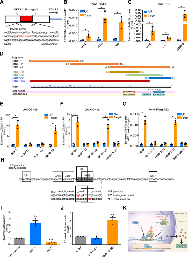 Figure 5. Uc003xsl.1 serves as a molecular decoy between NKRF and IL8. A, Schematic images of IL8 promoter. The red frame displays the potential region of NKRF enrichment in the IL8 promoter by ChIP-seq analysis, and the specific primers for following ChIP-PCR analysis are underlined. B and C, ChIP-PCR analyzed NKRF enrichment (B) and P65 enrichment (C) in the IL8 promoter in MDA-MB-231-P3 cells after transfection of control siRNA, Uc003xsl.1 siRNA, P65 siRNA, and NKRF siRNA. D, Fragments and conserved domains of NKRF protein. E and F, RIP assays identified that the NKRF3-D3 fragment specifically binds to Uc003xsl.1 in MDA-MB-231 cells. G, ChIP-PCR analysis revealed that the NKRF3-D3 fragment binds to the IL8 promoter but not the NKRF-DR3H in MDA-MB-231 cells. H, The sequence of the IL8 promoter. Identified binding sites for transcription factors are illustrated (23). Shown is the sequence of oligonucleotides of IL8 promoter WT, P65 mutant, and NRE mutant. Point mutations are underlined. The P65-binding site and NRE are shaded. I, IL8 promoter luciferase activity was detected in MDA-MB-231 cells after transfection of luciferase reporter plasmids containing the IL8 promoter WT, or versions carrying mutations in the NRE (NREmut) or P65-binding site (P65mut). J, IL8 promoter luciferase activity was assessed in MDA-MB-231 cells after cotransfection of luciferase reporter vector containing the WT IL8 promoter and NKRF expression vectors, with or without R3H domain. K, The schematic working model of Uc003xsl.1 overexpression drives the NKRF/NFκB/IL8 axis in TNBC. Uc003xsl.1 upregulated in TNBC could bind to R3H domain of NKRF and directly masks the binding motif of R3H with NRE in NFκB-responsive gene (IL8) promoter, thereby abolishing NKRF repression to IL8 transcriptional activity and finally promoting NFκB/IL8-mediated TNBC metastasis. Error bars, SDs of three independent experiments. *, P < 0.05; **, P < 0.01; ***, P < 0.001.