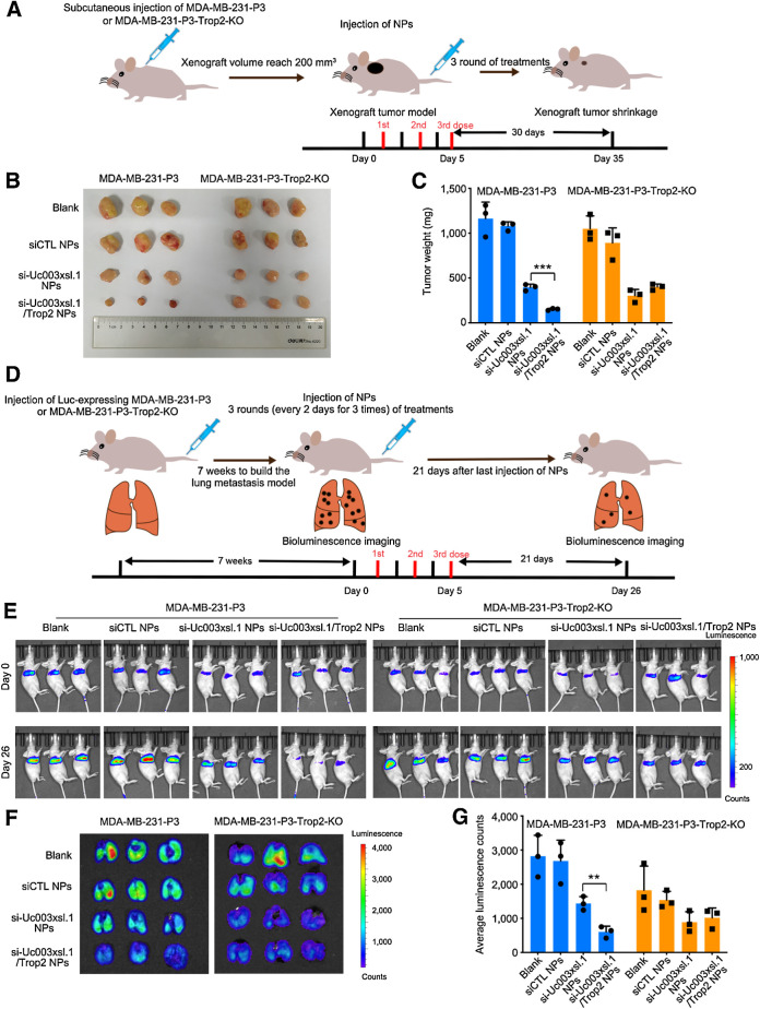 Figure 7. Reduction-responsive, NP-targeting, Trop2-mediated Uc003xsl.1 silencing synergistically reverses TNBC progression in vivo. A, Schematic illustration of tumor inoculation and various treatments in the MDA-MB-231-P3 or MDA-MB-231-P3-Trop2-KO tumor-bearing nude mice. After the xenograft volume reached 200 mm3, mice were intravenously injected with PBS (Blank), scramble-control siRNA NPs, siUc003xsl.1 NPs or siUc003xsl.1/Trop2 NPs at a 1 nmol siRNA dose per mouse once every 2 days for 3 times. Tumors were harvested at indicated days after injection. B and C, Image of collected tumors (B) and tumor weight (C) of the tumor-bearing nude mice treated with the formulas in A. D, Schematic illustration of tumor inoculation and various treatments in the Luc-MDA-MB-231-P3 and Luc-MDA-MB-231-P3-Trop2-KO metastatic tumor-bearing nude mice. Seven weeks after tumor inoculation, mice were treated with the formulas in A. E, Bioluminescence images of lung metastatic tumor-bearing nude mice at days 0 and 26. F and G, Bioluminescence images and histogram analysis of metastatic tumor tissues in lungs collected from Luc-MDA-MB-231-P3 and Luc-MDA-MB-231-P3-Trop2-KO metastatic tumor-bearing nude mice at the endpoint (day 26). Error bars, SDs of three independent experiments. **, P < 0.01; ***, P < 0.001.