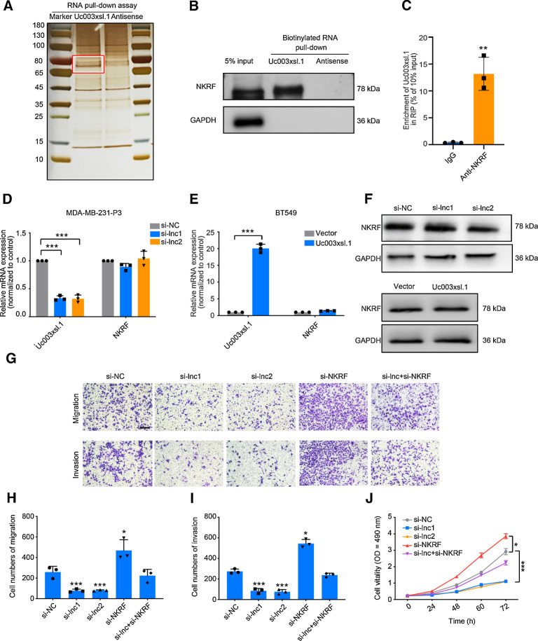 Figure 3. Uc003xsl.1 interacts with NKRF to promote NFκB transcriptional activity–mediated TNBC cell migration and invasion. A, RNA pulldown assay of Uc003xsl.1, followed by electrophoresis and silver staining in MDA-MB-231-P3 cells. The band in the red frame was specifically precipitated by Uc003xsl.1 but not by antisense RNA submitted for mass spectrometric detection. B, Western blotting analysis of proteins from Uc003xsl.1 pulldown assays revealed that Uc003xsl.1 specifically interacts with NKRF. C, RIP assays revealed Uc003xsl.1 bound to NKRF. D–F, qRT-PCR (D and E) and Western blotting (F) analysis showed that neither Uc003xsl.1 knocking down in MDA-MB-231-P3 cells nor overexpression in BT549 cells could affect the mRNA or protein levels of NKRF. G–J, Representative images (G) and histogram analysis of migration assays (H), invasion assays (I), and MTS assays (J) revealed that depletion of NKRF partially reversed the effects of Uc003xsl.1-silencing MDA-MB-231 cells. Scale bars, 100 μm. Error bars represent SDs of three independent experiments. *, P < 0.05; **, P < 0.01; ***, P < 0.001.