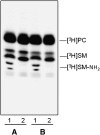 Fig. 8.