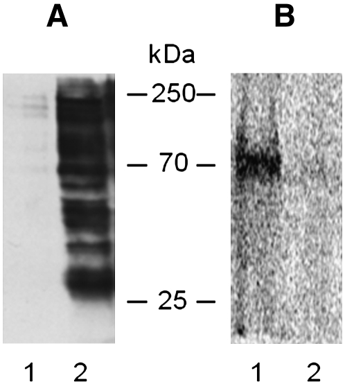 Fig. 10.