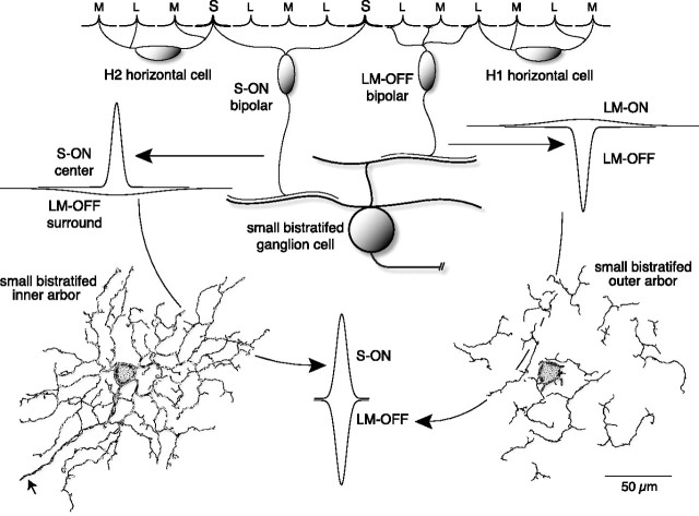 Figure 10.