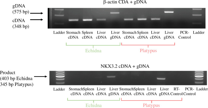 Genomic and RT-PCRs of platypus and echidna cDNA and gDNA from stomach