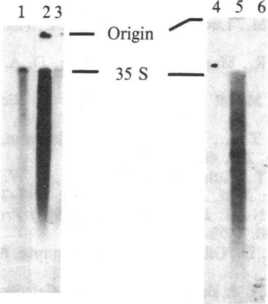 graphic file with name pnas00364-0163-a.jpg