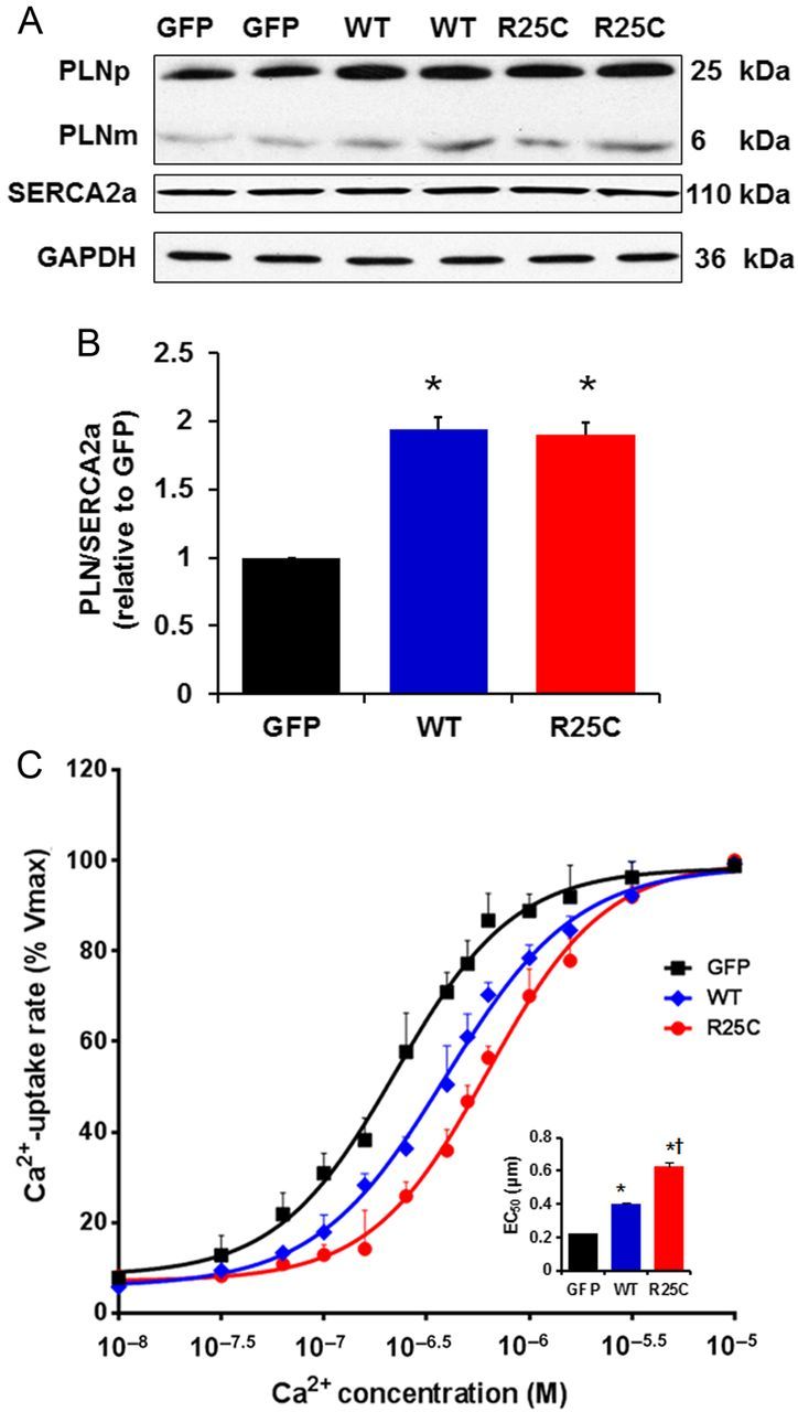 Figure 2