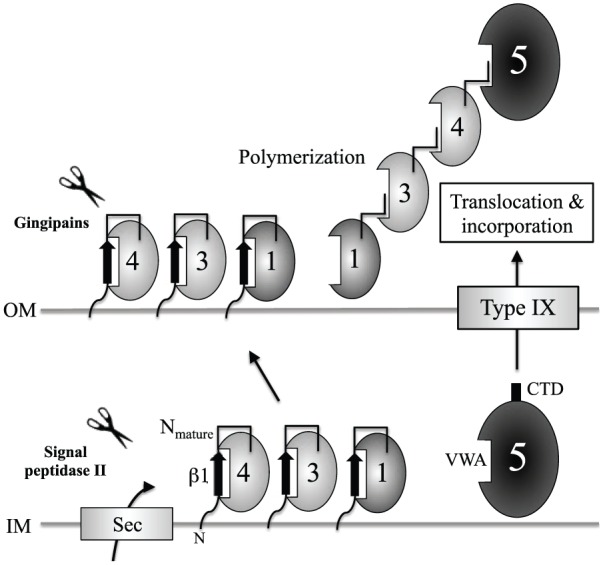 Figure 5.