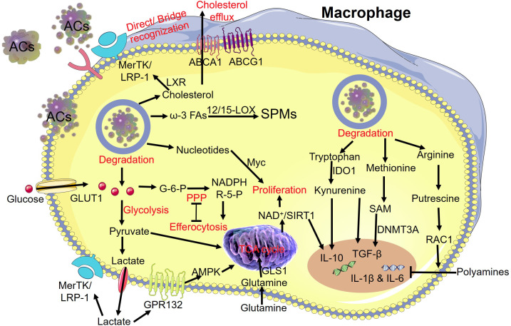 Figure 4