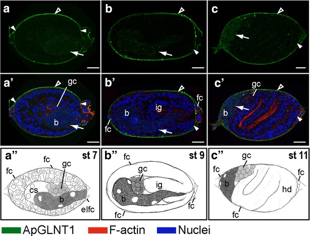 Fig. 3