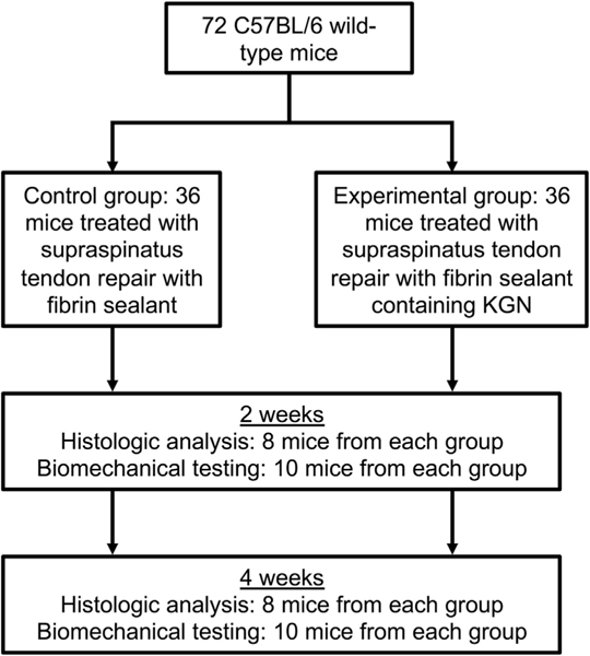 Fig 2.