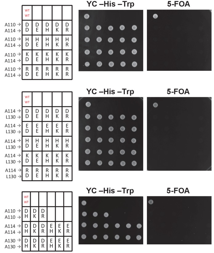 Figure 1—figure supplement 1.