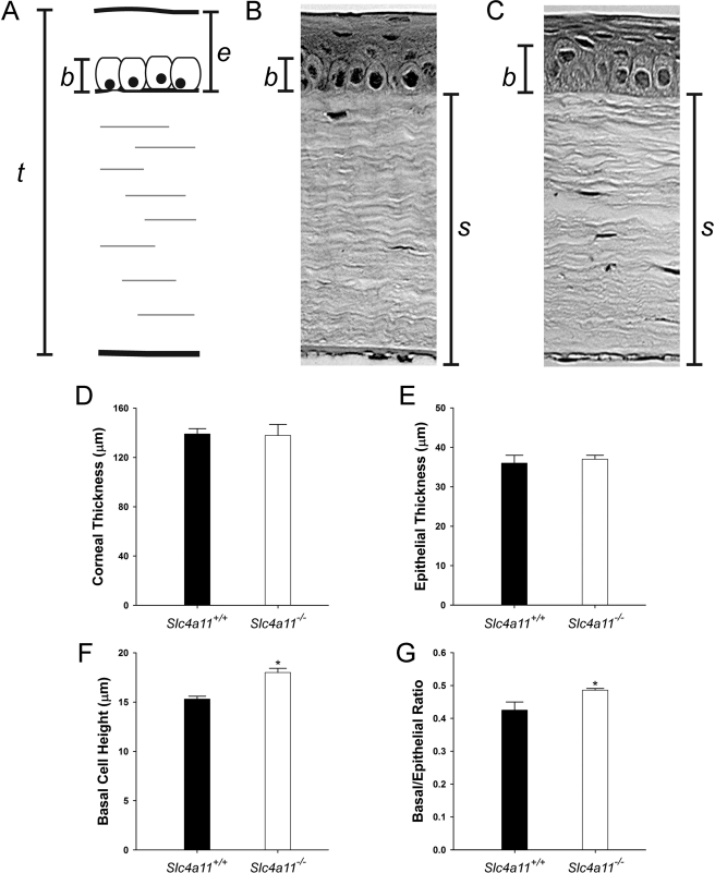 FIGURE 12.