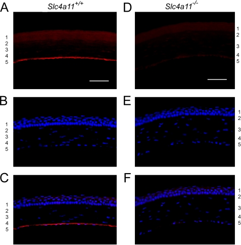 FIGURE 13.