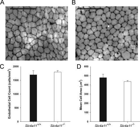 FIGURE 11.