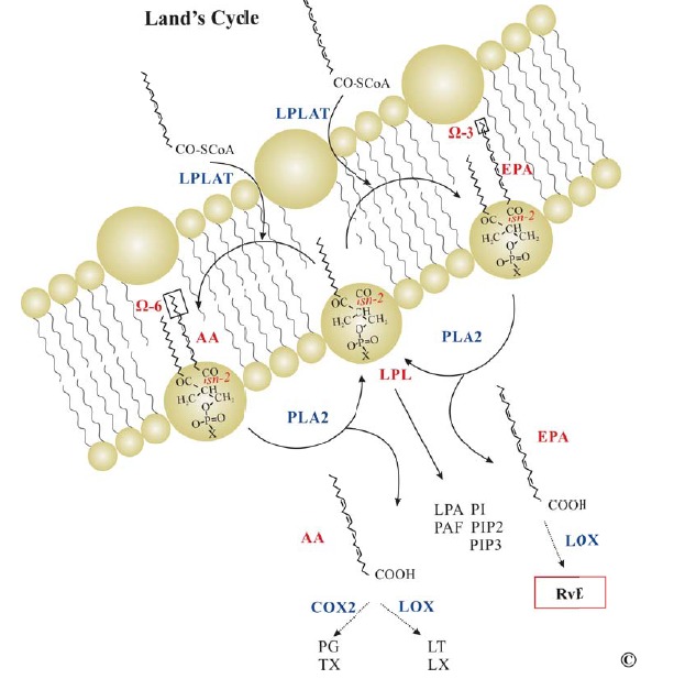 Fig. (6)