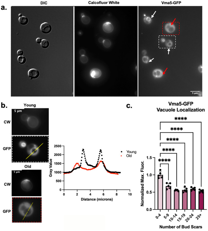 Figure 1: