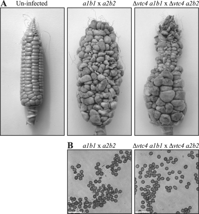 FIG. 5.