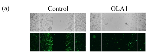 Fig.3