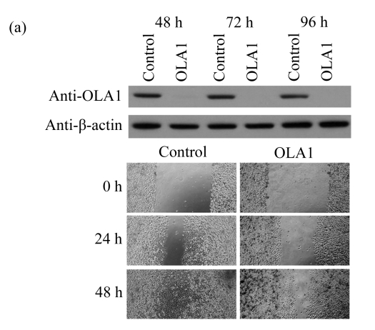 Fig.1