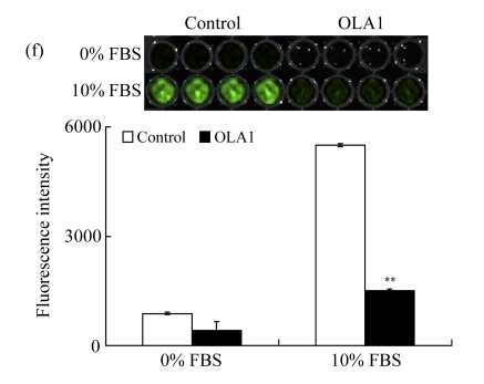 Fig.1