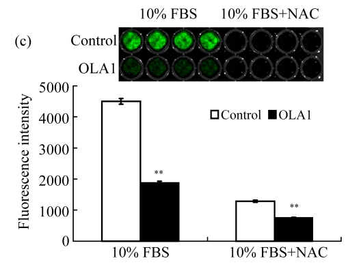 Fig.3