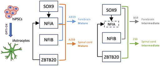 graphic file with name GLIA-71-1870-g005.jpg