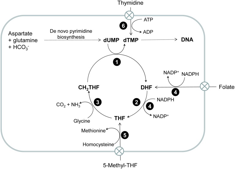 Fig 1