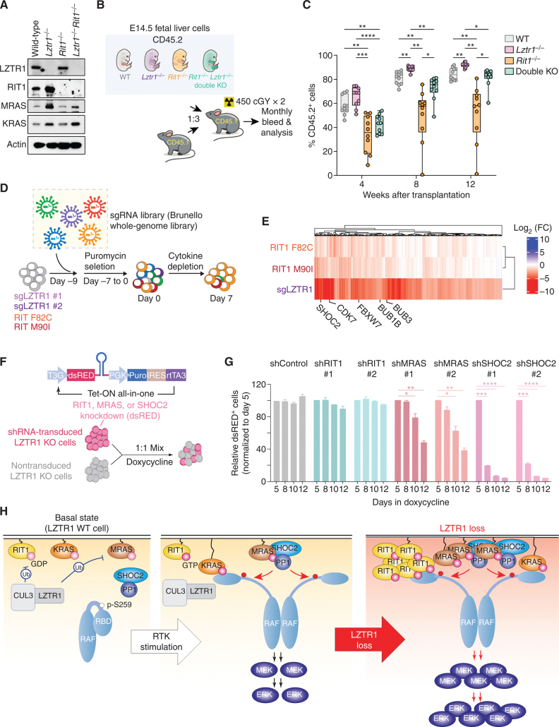 Figure 5. Lztr1-null cells depend on multiple RAS GTPases. A, Western blot of E14.5 fetal liver cells from mice with germline deletion of Lztr1, Rit1, or both Lztr1 and Rit1. B, Schema of experiments evaluating effects of Lztr1 or Rit1 deletion, alone or together, on fetal hematopoietic cells in vivo. C, Peripheral blood chimerism of the experiment in B. n = 10/group. *, P < 0.05; **, P < 0.01; ***, P < 0.001; ****, P < 0.001. For box and whiskers plots, bar indicates median; box edges, first and third quartile values; and whisker edges, minimum and maximum values. D, Schema of positive enrichment custom CRISPR–Cas9 pooled lentiviral screen to identify genes required for cytokine-independent growth following LZTR1 deletion or expression of RIT1 mutations in TF-1 cells. E, Heat map of sgRNAs depleted in RIT1 F82C, RIT1 M90I, or LZTR1 KO TF-1 cells following cytokine depletion. Log2 fold change (FC) is shown. F, Schema of growth competition assay to evaluate effects of RIT1, MRAS, or SHOC2 suppression on LZTR1 WT or KO cells. G, Relative ratio of shRNA-expressing (dsRED+) LZTR1 KO TF-1 cells following culture in doxycycline and removal of GM-CSF. Doxycycline induces expression of dsRED simultaneously with expression of shRNAs targeting Renilla (“shRen,” a negative control), RIT1, MRAS, or SHOC2. H, Schema of the effects of LZTR1 loss on signaling in hematopoietic cells. At baseline, LZTR1 restrains the abundance of multiple RAS GTPases, including RIT1, KRAS, and MRAS (left). Upon receptor tyrosine kinase (RTK) stimulation, RIT1, KRAS, and MRAS exchange GDP for GTP and enable RAF activation of MEK and ERK (middle box). LZTR1 depletion results in the accumulation of RIT1, KRAS, and MRAS, and the resultant cytokine hypersensitivity and transformation of LZTR1-null cells requires MRAS–SHOC2–PP1 activity.