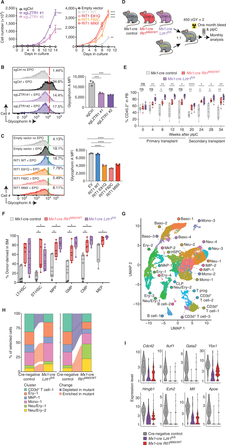 Figure 3. Convergent effects of Lztr1 deletion and leukemia-associated mutations in the Lztr1 substrate Rit1 in normal hematopoiesis. A, Growth of cells from G following cytokine depletion. Mean ± SD. n = 3. **, P < 0.01; ***, P < 0.001. sg, single guide. B, Left, representative FACS histograms of glycophorin A levels in TF-1 cells ± LZTR1 deletion in the absence or presence of erythropoietin (EPO; 2 IU/mL × 4 days). Right, enumeration of the median fluorescence intensity (MFI) of glycophorin A. n = 3. ***, P < 0.001. C, As in B but in TF-1 cells with RIT1 mutants. n = 3. ****, P < 0.0001. D, Schema for competitive transplantation of hematopoietic cells with postnatal deletion of Lztr1 or expression of Rit1M90I/WT. pIpC, polyinosinic:polycytidylic acid. E, Peripheral blood (PB) chimerism of CD45.1 recipient mice from D. n = 6–9. ns, not significant; *, P < 0.05; **, P < 0.01; ****, P < 0.0001. F, percentage of CD45.2+ hematopoietic stem and progenitor cells in the bone marrow (BM) of CD45.1 recipient mice from D at 16 weeks after transplantation. n = 6–9. *, P < 0.05. For box-and-whisker plots, bar indicates median; box edges, first and third quartile values; and whisker edges, minimum and maximum values. CMP, common myeloid progenitor; GMP, granulocyte–macrophage progenitor; LT-HSC, long-term HSC; LSK, lineage-negative Sca-1+ c-Kit+; MEP, megakaryocyte–erythroid progenitor; MPP, multipotent progenitor; ST, short-term HSC. G, Uniform manifold approximation and projection (UMAP) dimensionality reduction of 20,536 bone marrow lineage-negative cells from Cre-negative control mice, Mx1-cre Lztr1fl/fl mice, and Mx1-cre Rit1M90I/WT mice. Baso, basophil progenitor; B cell, B-cell progenitor; CD3d+ T cell, CD3d+ T-cell progenitor; CLP, common lymphoid progenitor; Ery, erythroid progenitor; HSPC, hematopoietic stem/progenitor cell; IMP, immature myeloid progenitor; MkP, megakaryocyte progenitor; Mono, monocyte progenitor; Neu, neutrophil/granulocyte progenitor; Neu/Ery, neutrophil/erythroid progenitor; T prog, T-cell progenitor. H, Alluvial plots of key clusters from A, including all differentially expanded or reduced populations in mutant mice compared with controls. Shaded sections represent populations differentially represented in mutant animals compared with WT. I, Violin plots of log-transformed normalized gene expression for genes differentially expressed in the Neu/Ery–1 cluster in mutant animals compared with controls. Superimposed box-and-whisker plots represent median values within the interquartile range (IQR; boxes) and 1.5 × IQR (whiskers).