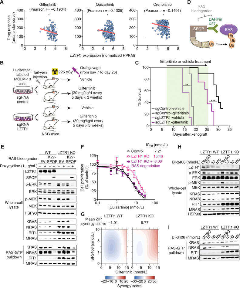 Figure 6. LZTR1-mediated drug resistance can be overcome by modulating RAS-GTP abundance. A, Scatter plots of RNA expression levels [shown as normalized reads per kilobase of transcript per million reads mapped (RPKM)] plotted against drug-sensitivity measured ex vivo as the area under the curve (AUC) from AML patient samples harboring FLT3-ITD mutation. n ≥ 111. *, P < 0.05. Pearson correlation coefficients are shown as (r) values. Statistical significance is indicated. B, Schema of the MOLM-13 cell line xenograft experiment. Luciferase-expressing MOLM-13 cells treated with anti-LZTR1 or control sgRNAs were systemically engrafted with 1 × 105 cells/animal via a tail-vein injection after sublethal (225 cGy) irradiation. Seven days later, animals were treated with either vehicle or 30 mg/kg/day of gilteritinib via oral gavage. Animals underwent bioluminescence imaging weekly. C, Kaplan–Meier curve of experiment in B. n = 7–10. **, P < 0.01; ***, P < 0.001. D, Schema of protein-based degrader of RAS proteins. A chimeric protein consisting of a high-affinity target-binding domain for RAS proteins (DARPin K27) is fused to an engineered E3 ligase adapter (SPOP) to confer ubiquitin-mediated degradation of RAS proteins. E, Western blot demonstrating levels of LZTR1 as well as total and GTP-bound KRAS/NRAS/MRAS and RIT1 in MOLM-13 cells ± LZTR1 KO upon doxycycline-mediated induction of the RAS biodegrader (performed in biological triplicate). EV, empty vector. F, Seventy-two-hour cell proliferation assay on parental and LZTR1 KO MOLM-13 cells ± induction of RAS degradation. Cell viability was measured in triplicate using CellTiter-Glo. G, 2D synergy plots using the Zero Interaction Potency (ZIP) model of control sgRNA (“WT”) or anti-LZTR1 sgRNA (“LZTR1 KO”) MOLM-13 cells treated for 72 hours with BI-3406 and/or gilteritinib at various concentrations. Western blot demonstrating p-MEK, p-ERK, and total MEK, ERK, KRAS/NRAS/MRAS, and RIT1 levels (H) as well as RAS-GTP levels (I) in MOLM-13 cells ± LZTR1 KO treated with increasing concentration of DMSO or BI-3406 alone 4 hours after drug treatment.