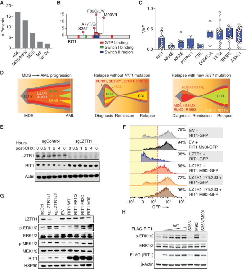 Figure 2. Characterization of RIT1 mutations in patients with hematologic malignancies. A, Histogram of the number of patients with RIT1 mutations based on myeloid malignancy diagnosis. MF, myelofibrosis; No Dx, no diagnosis. B, Diagram of the location of RIT1 mutations identified. C, Variant allele frequency (VAF) of mutations in RAS GTPases or regulators of RAS-GTP abundance relative to mutations in transcriptional modifiers in patients with myeloid leukemia. D, Fishtail representation plots of VAFs of mutations across a serial genomic analysis of three patients with RIT1 mutations. E, Western blot of LZTR1 and RIT1 following cycloheximide (CHX) treatment of TF-1 cells with or without LZTR1 deletion. sg, single guide. F, Representative histograms of GFP in cells encoding WT or mutant RIT1 fused to eGFP along with empty vector (EV), WT LZTR1, or mutant LZTR1. The percentage of eGFP+ cells is indicated. The red dotted line indicates the cutoff for GFP+. G, Levels of phosphorylated and total MEK1/2 and ERK1/2 as well as RIT1 in TF-1 cells with LZTR1 deletion or expression of EV RIT1 WT or mutant cDNAs. H, Western blot of p-ERK and total ERK levels in 293T cells transfected with increasing amounts of FLAG-RIT1 WT and mutant cDNAs.
