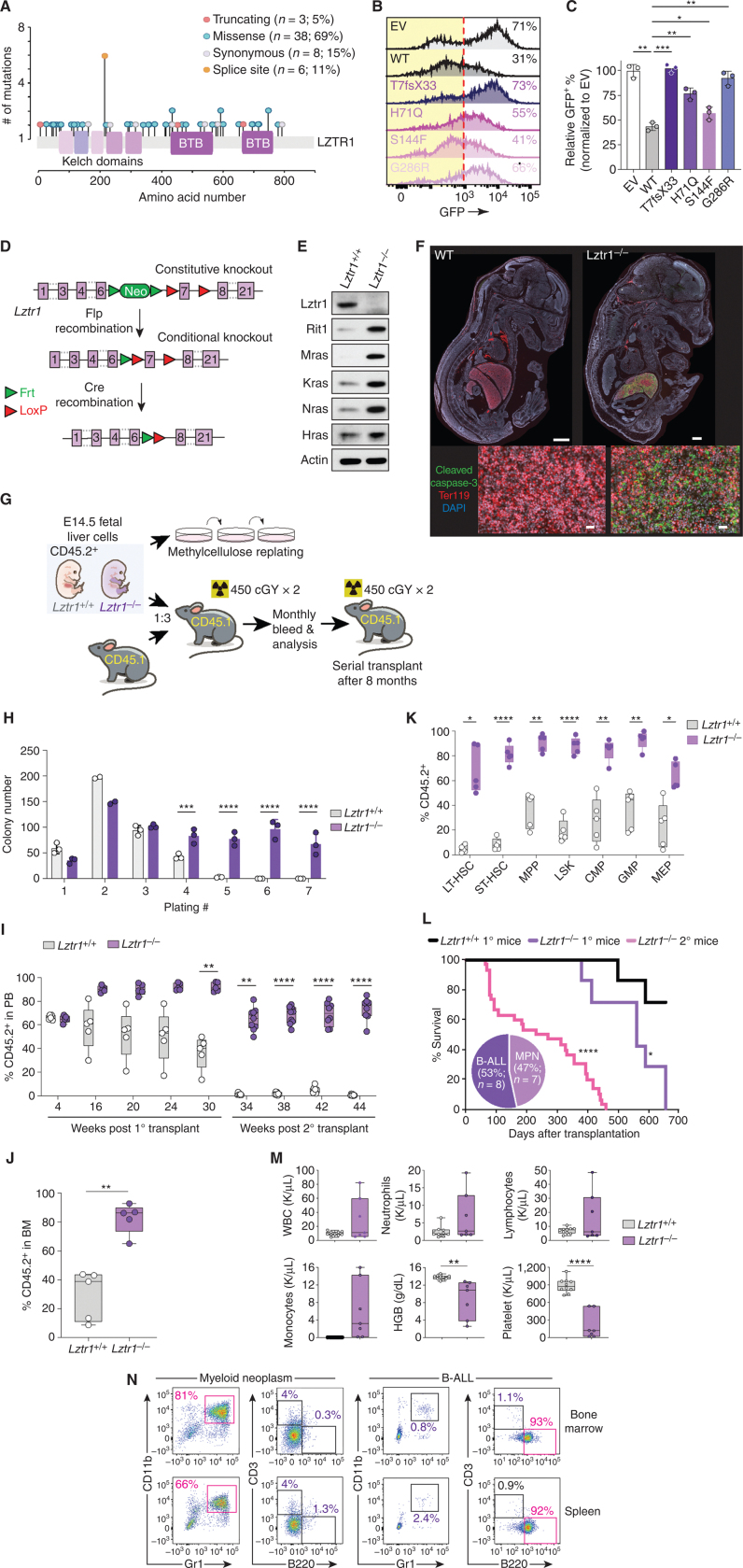 Figure 1. Loss of Lztr1 enhances HSC self-renewal and drives leukemia development. A, Lollipop plot of LZTR1 mutations identified in the blood of subjects with clonal hematopoiesis (7). B, Representative histograms of GFP in 293T cells encoding RIT1 fused to eGFP and empty vector (EV), WT LZTR1, or any of four CH-associated LZTR1 mutations. The percentage of eGFP+ cells is indicated. Red dotted line indicates the cutoff for GFP+. C, Quantification of data from B. Mean ± SD. *, P < 0.05; **, P < 0.01; ***, P < 0.001. D, Schema of the allele for Lztr1 constitutive or conditional gene disruption. E, Western blots of Lztr1 and RAS GTPases in E14.5 fetal liver cells from Lztr1 WT or knockout embryos. F, Immunofluorescence images of Lztr1 WT or null embryos for cleaved caspase-3 (green), Ter119 (red), and DAPI (blue) in whole mount (top; WT bar: 100 μm; KO bar: 50 μm) or focused on fetal livers (bottom; bar, 20 μm). G, Schema of experiments evaluating the effects of Lztr1 deletion on fetal hematopoietic cells in vitro and in vivo. H, Colony number in methylcellulose replating assays using 20 × 103 fetal liver hematopoietic cells from Lztr1+/+, Lztr1+/−, and Lztr1−/− fetus. Mean ± SD. n = 3. ***, P < 0.001; ****, P < 0.0001. I, The percentage of CD45.2+ cells in the peripheral blood (PB) of CD45.1+ recipient mice following primary (1°) and secondary (2°) competitive transplantation. n = 5–10. **, P < 0.01; ****, P < 0.0001. J, Box-and-whisker plots of the percentage of total CD45.2+ cells in the bone marrow (BM). n = 5. **, P < 0.01. K, The percentage of CD45.2+ hematopoietic stem and progenitors following 16 weeks of competitive transplantation (as shown in the schema in Fig. 1G). n = 5. *, P < 0.05; **, P < 0.01; ****, P < 0.0001. CMP, common myeloid progenitor; GMP, granulocyte–macrophage progenitor; LT-HSC, long-term HSC; LSK, lineage-negative Sca-1+ c-Kit+; MEP, megakaryocyte–erythroid progenitor; MPP, multipotent progenitor; ST, short-term HSC. L, Kaplan–Meier curve of primary and secondary transplant recipient mice. Pie chart indicates the number and proportion of analyzed mice developing lethal hematopoietic malignancies across both primary and secondary transplantation. Lztr1+/+ primary (1o) recipient mice n = 7, Lztr1−/− primary (1o) recipient mice n = 7, Lztr1−/− secondary (2o) recipient mice n = 30. *, P < 0.05; ****, P < 0.0001. M, Peripheral blood counts of CD45.1+ recipient mice transplanted with CD45.2+ Lztr1+/+ or Lztr1−/− fetal liver cells. n = 6–10. **, P < 0.01; ****, P < 0.0001. HGB, hemoglobin; WBC, white blood cell. N, Flow-cytometric analysis of live CD45.2+ Lztr1−/− cells from secondary transplant recipient mice developing myeloid neoplasms or B-ALL.