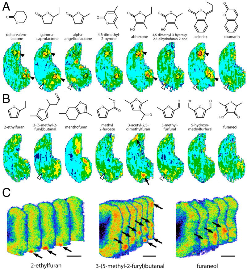 Fig. 7