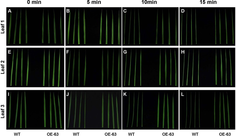 Figure 10