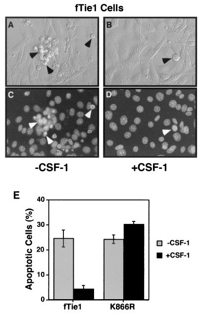 FIG. 5.