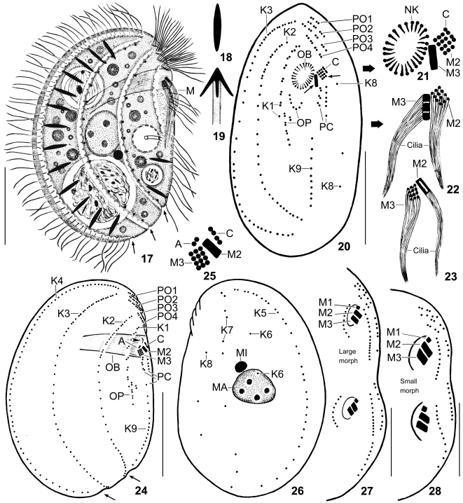 Figs 17–28