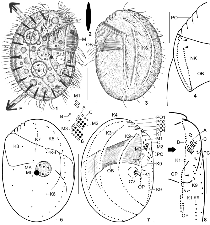 Figs 1–8