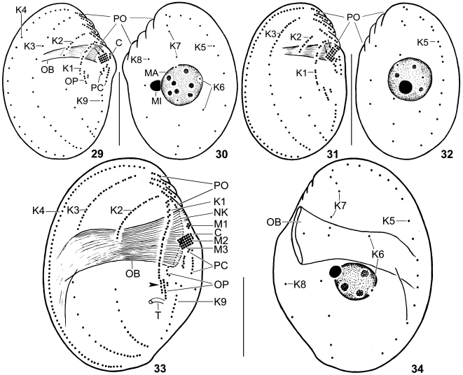 Figs 29–34