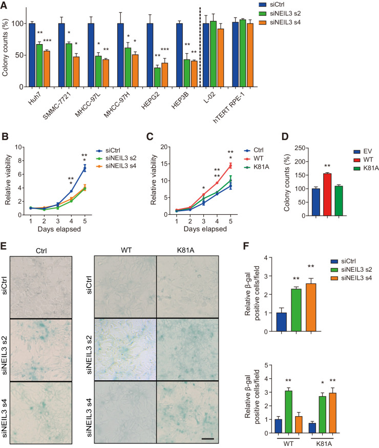 Figure 2. NEIL3 modulates proliferative potency of liver cancer cells and protects against senescence. A, Clonogenic survival of 6 liver cancer cell lines and two normal cell lines (L-02 and hTERT RPE-1). Cells were transfected with NEIL3 siRNA s2, NEIL3 siRNA s4, or nontargeting control (siCtrl). Means ± SEM from three independent experiments. B, The proliferation curves of HEP3B cells. Cells were transfected with NEIL3 siRNA s2, s4, or nontargeting control (siCtrl). Means ± SEM from three independent experiments. C, The proliferation curves of HEP3B cells with empty vector (EV), wild-type (WT), and catalytic dead (K81A) FLAG-tagged NEIL3. Means ± SEM from three independent experiments. D, Clonogenic survival of HEP3B cells overexpressing wild-type (WT) and catalytic dead (K81A) FLAG-tagged NEIL3. Means ± SEM from three independent experiments. E, Images of β-gal staining in wild-type HEP3B (left) and in HEP3B cells–overexpressing wild-type (WT) and catalytic dead (K81A) FLAG-tagged NEIL3 (right). Cells were transfected with NEIL3 siRNA s2, s4, or nontargeting control (siCtrl). Scale bar, 100 μm. F, Quantification of β-gal–positive cells per field in wild-type HEP3B (top) and HEP3B cells overexpressing wild-type (WT) and catalytic dead (K81A) FLAG-tagged NEIL3 (bottom). Means ± SEM from three independent experiments; at least 200 cells were analyzed. *, P < 0.05; **, P < 0.01; ***, P < 0.001; Student t test.