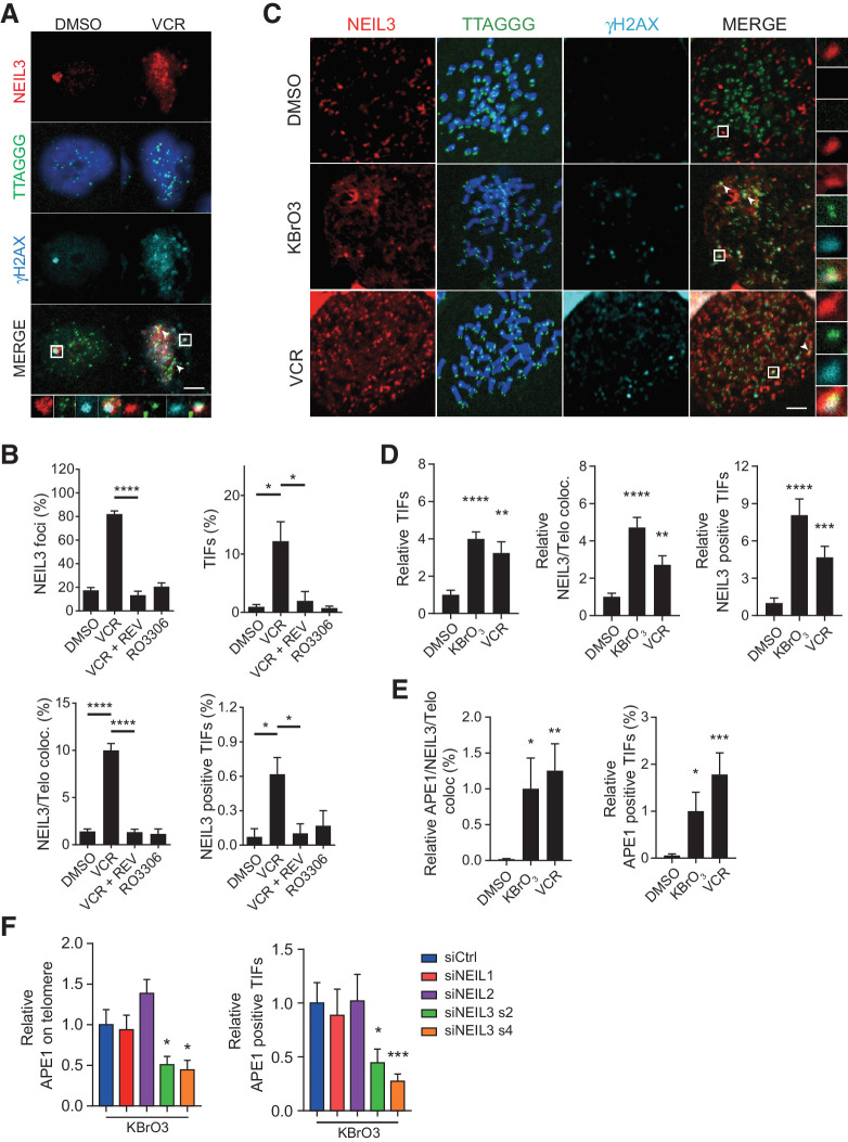 Figure 4. NEIL3 recruits APE1 to TIFs during mitosis. A, Images of NEIL3 foci (red) and telomere (TTAGGG; green) colocalization by anti-NEIL3 IF and telo-FISH in HEP3B cells. Cells were treated with DMSO, 24-hour vincristine (VCR; 20 nmol/L), 24-hour vincristine (20 nmol/L) + 24-hour Reversine (REV; 0.5 μmol/L) or 24-hour RO-3306 (10 μmol/L). Scale bar, 5 μm. B, Quantification of NEIL3 foci–positive cells (top left), TIFs (top right), NEIL3 on telomere (bottom left), and NEIL3-positive TIFs (bottom right) in HEP3B cells. Means ± SEM; at least 200 cells were analyzed. C, Images of NEIL3 foci (red), telomere (TTAGGG, green), and γH2AX foci (cyan) colocalization by anti-NEIL3, PNA telC probe, and anti-γH2AX IF in HEP3B metaphase spread. Cells were treated with 24-hour vincristine (20 nmol/L) or synchronized in 1-hour colcemid (20 ng/mL) with 30 min KBrO3 (5 mmol/L) or DMSO. White arrowheads, NEIL3/telomere/γH2AX colocalization. Scale bar, 5 μm. D, Quantification of relative TIFs (left), NEIL3 on telomere (middle), or NEIL3-positive TIFs (right) in HEP3B metaphase spread. Means ± SEM; at least 20 metaphase cells were analyzed in each group. E, Quantification of APE1 foci on telomere (left) and APE1/NEIL3 colocalization (right) in HEP3B metaphase spread. Cells were treated with 24-hour vincristine (20 nmol/L) or synchronized in 1-hour colcemid (20 ng/mL) with 30-minute KBrO3 (5 mmol/L) or DMSO. Means ± SEM; at least 20 metaphase cells were analyzed in each group. F, Quantification of APE1 on telomere (left) and APE1-positive TIFs (right) after NEIL1, NEIL2, or NEIL3 silencing in HEP3B metaphase spread. Means ± SEM; at least 20 metaphase cells were analyzed in each group. *, P < 0.05; **, P < 0.01; ***, P < 0.001; ****, P < 0.0001.