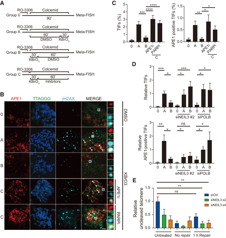 Figure 5. NEIL3 repairs telomere damage through base excision repair in mitotic cells. A, Schematic of mitotic telomere damage repair assay. Cells were treated with 10 μmol/L RO-3306 for 16 hours to synchronize cells in G2 phase. No damage was induced in group 0 and oxidative damage was induced in groups A–C. Group A represents no repair, group B 1 hour of repair, and group C 1 hour of repair in the presence of inhibitors. DNA repair at telomeres were analyzed by META-FISH. B, Images of APE1 foci (red), telomere PNA probe (TTAGGG, green), and γH2AX (cyan) by anti-APE1, anti-γH2AX IF, and telo-FISH in HEP3B metaphase spread. Cells were treated as indicated in A with 10 μmol/L APE1 inhibitor or 10 μmol/L PARP inhibitor (olaparib). White arrowheads, APE1/telomere/γH2AX colocalization. Scale bar, 5 μm. C, Quantification of TIFs (left) and APE1-positive TIFs (right) in HEP3B metaphase spread described in B. Means ± SEM; at least 20 metaphase cells were analyzed in each group. *, P < 0.05; **, P < 0.01; ***, P < 0.001; ****, P < 0.0001. D, Quantification of TIFs (top) and APE1-positive TIFs (bottom) in HEP3B metaphase spread described in A. Cells were transfected with NT siRNA and siRNA targeting PolB or NEIL3 for 72 hours. Means ± SEM; at least 20 metaphase cells were analyzed in each group. *, P < 0.05; **, P < 0.01; ***, P < 0.001. E, Telomere qPCR of NEIL1 digestion in HEP3B cells transfected with NEIL3 siRNA s2, s4, or nontargeting control (siCtrl) for 72 hours. After transfection, cells were synchronized in G1 with 2 mmol/L thymidine, followed by synchronization in G2 with RO-3306. Cells were released into mitosis and treated with 2.5 mmol/L KBrO3 for 30 minutes, followed by recovery for 60 minutes. Controls are shown with no treatment (untreated) and with no recovery period (no repair). Values were normalized to untreated siCtrl and represent the mean ± SEM from three experiments. ns, nonsignificant; **, P < 0.01, one-way ANOVA analysis.