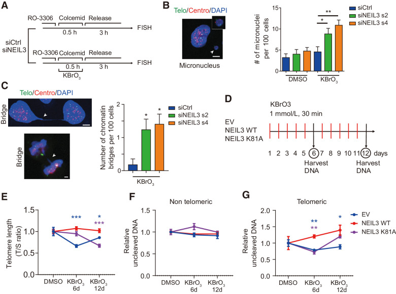 Figure 6. NEIL3 maintains telomere integrity during long-term oxidative damage. A, Schematic of mitotic telomere damage release assay. B, Micronucleus in HEP3B cells. Left, images of DAPI (blue), telomere (green), and centromere (red) in HEP3B. White arrowhead, micronucleus. Right, quantification of micronuclei number per 100 cells in HEP3B cells treated as in A. Means ± SEM; at least 200 cells were analyzed in each group. C, Chromatin bridges in HEP3B cells. Left, images of DAPI (blue), telomere (green), and centromere (red) in interphase cells (left top) and mitotic cells (left bottom). White arrowheads, chromatin bridge. Right, quantification of number of micronuclei per 100 cells in HEP3B cells described in A. Cells were transfected with NEIL3 siRNA s2 and s4 or nontargeting siRNA (siCtrl). Means ± SEM; at least 200 cells were analyzed in each group. D, Schematic of chronic induction of telomere damage. E, Measurement of telomere length with qPCR. Telomere length of HEP3B cells overexpressing empty vector (EV), NEIL3 WT, and NEIL3 K81A was measured after 0, 6, or 12 days of treatment with KBrO3, as indicated in D. Means ± SEM of three repeats. F, Telomere and nontelomere qPCR after Endo VIII incubation. HEP3B cells overexpressing empty vector, NEIL3 WT, and NEIL3 K81A were treated as indicated in G. Telomere damage (left) and nontelomere damage (right) were measured with qPCR. Means ± SEM of three repeats. *, P < 0.05; **, P < 0.01; ***, P < 0.001. Scale bars, 5 μm.