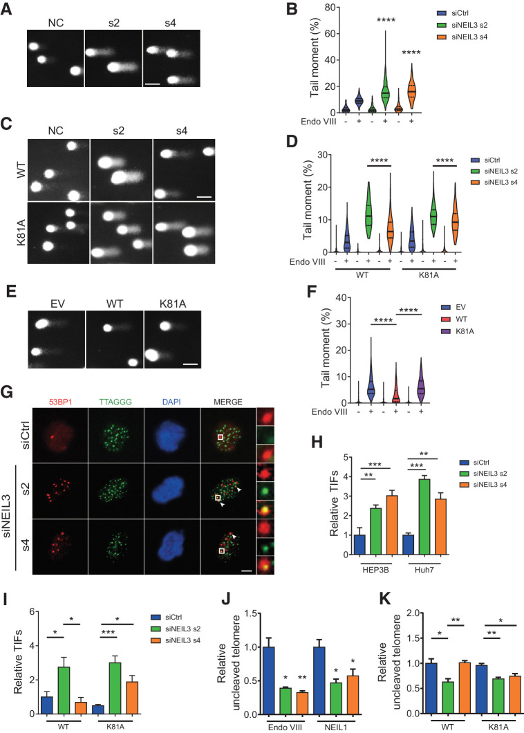 Figure 3. NEIL3 silencing induces oxidative damage on telomeres. A and B, Images (A) and quantification (B) of modified comet assay with Endo VIII in HEP3B cells after NEIL3 silencing. Medians and quartiles; at least 100 cells were analyzed in each group. C and D, Images (C) and quantification (D) of modified comet assay with Endo VIII in HEP3B cells overexpressing wild-type (WT) and catalytic dead (K81A) FLAG-tagged NEIL3. Cells were transfected with NEIL3 siRNA s2, s4, or nontargeting control (siCtrl). Medians and quartiles; at least 100 cells were analyzed in each group. E and F, Images (E) and quantification (F) of modified comet assay with Endo VIII in HEP3B overexpressing EV, NEIL3 WT, or NEIL3 K81A. Medians and quartiles; at least 100 cells were analyaed in each group. G, Images of 53BP1 (red) and telomeres (TTAGGG; green) in HEP3B cells by anti-53BP1 IF and telo-FISH. Cells were transfected with NEIL3 siRNA s2, s4, or nontargeting control (siCtrl). H, Quantification of TIFs (53BP1/telomere colocalization) in HEP3B and Huh7 cells after NEIL3 silencing. Means ± SEM of three repeats; at least 200 cells were analyzed in each group. I, Quantification of TIFs in HEP3B cells overexpressing wild-type (WT) and catalytic dead (K81A) FLAG-tagged NEIL3 after NEIL3 silencing. Means ± SEM of three repeats; at least 200 cells were analyzed in each group. J, Telomere qPCR with Endo VIII or NEIL1 incubation in HEP3B cells. Cells were transfected with NEIL3 siRNA s2, s4, or nontargeting control (siCtrl). K, Telomere qPCR with Endo VIII incubation in NEIL3 WT- or K81A-expressing HEP3B cells. Cells were transfected with NEIL3 siRNA s2, s4, or nontargeting control (siCtrl). Means ± SEM of three repeats. Scale bars: A, C, and E, 50 μm; G, 5 μm. *, P < 0.05; **, P < 0.01; ***, P < 0.001; ****, P < 0.0001; Student t test.