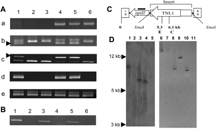 Figure 5.