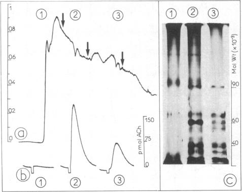 graphic file with name pnas00602-0294-a.jpg