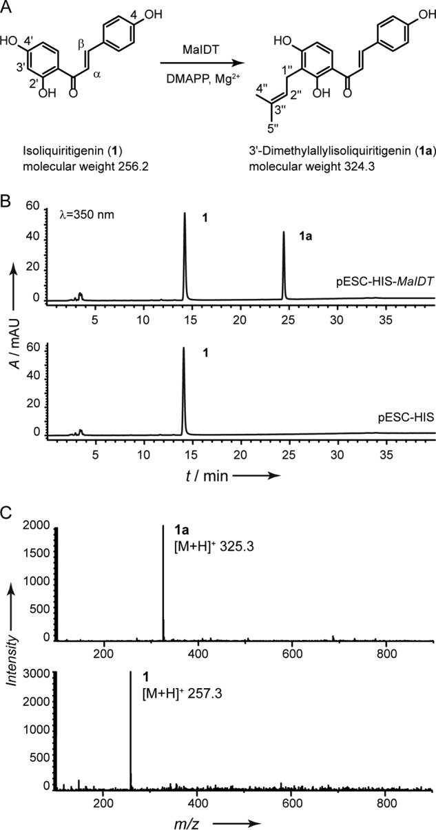 FIGURE 2.