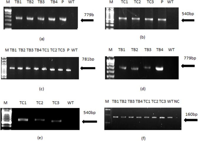 Fig 6