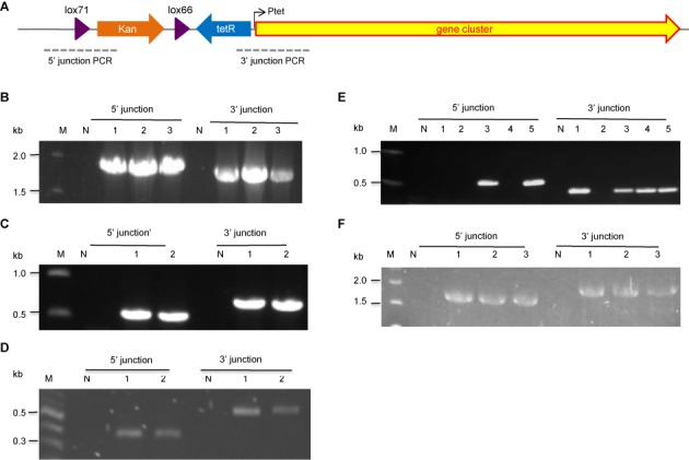 Figure 5.