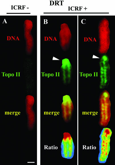 Figure 10.